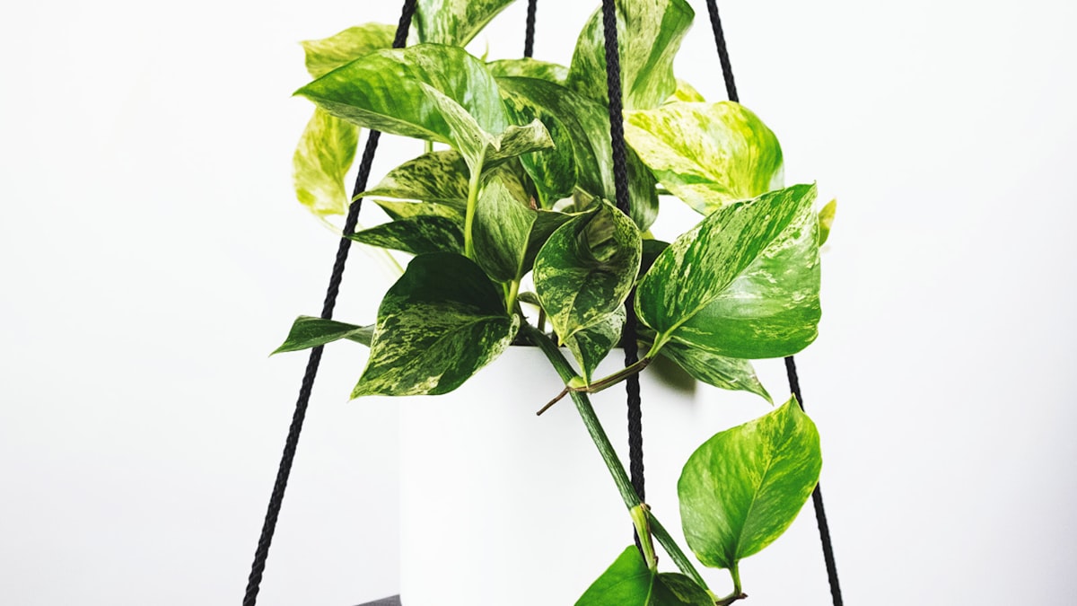 2026世界杯决赛球场鸟瞰全景，绿茵场与璀璨灯光